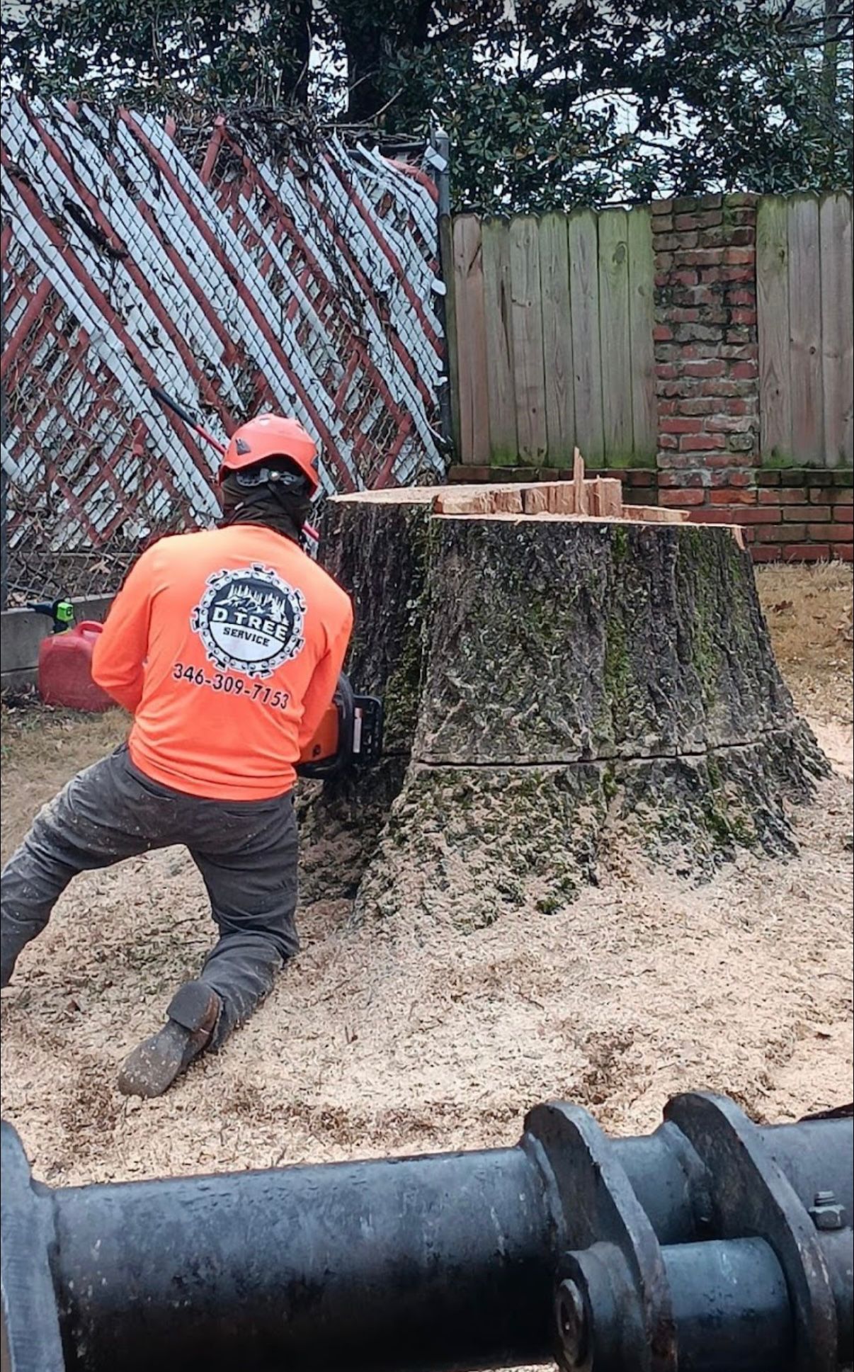 Tree stump before grinding