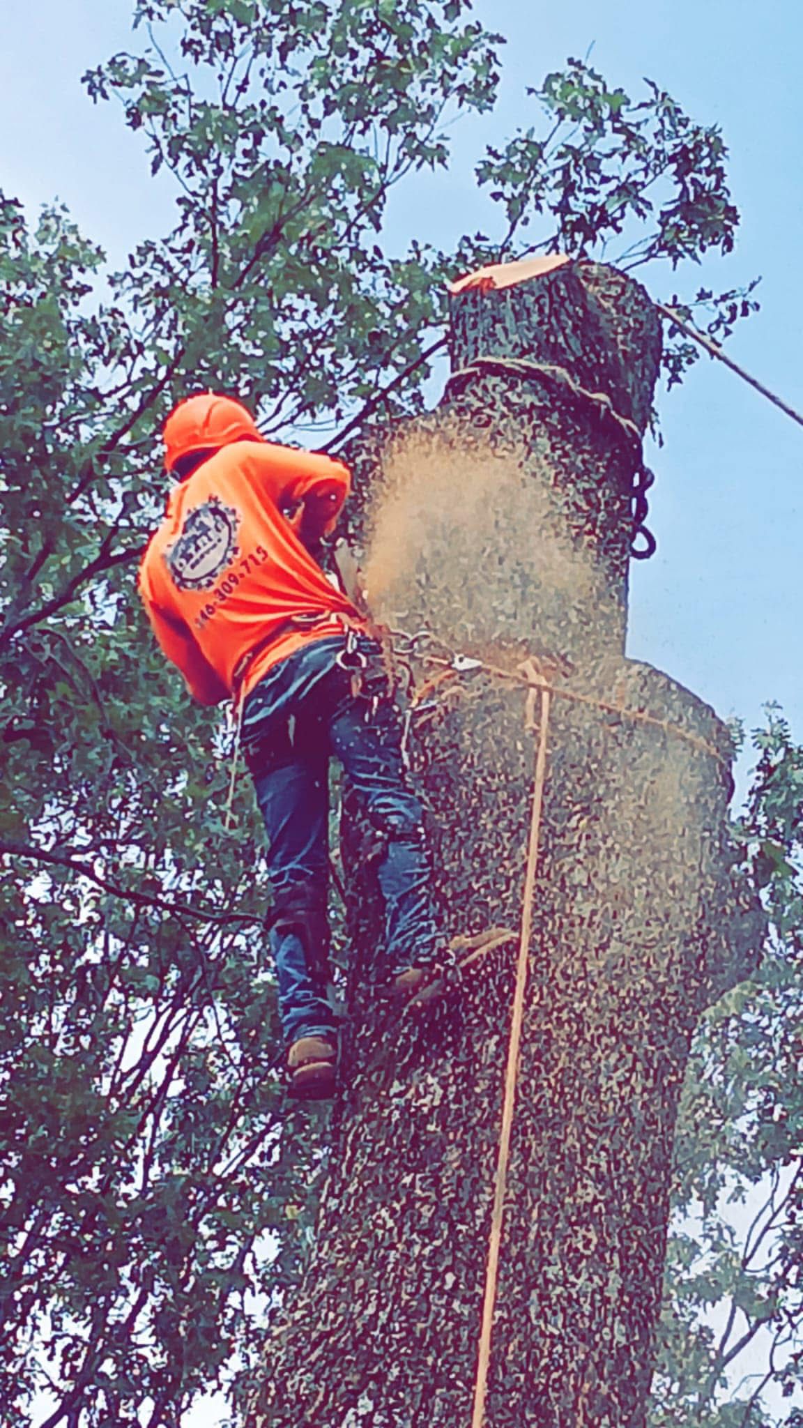 Tree being ground down after removal