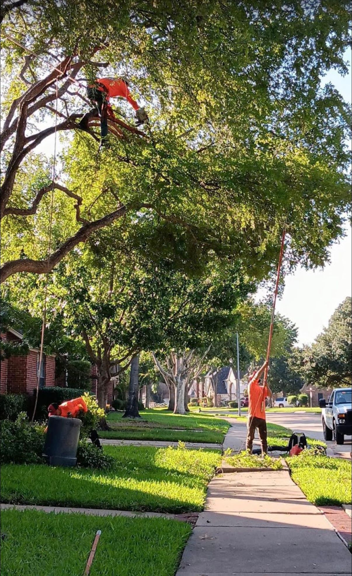 Tree trimming in progress