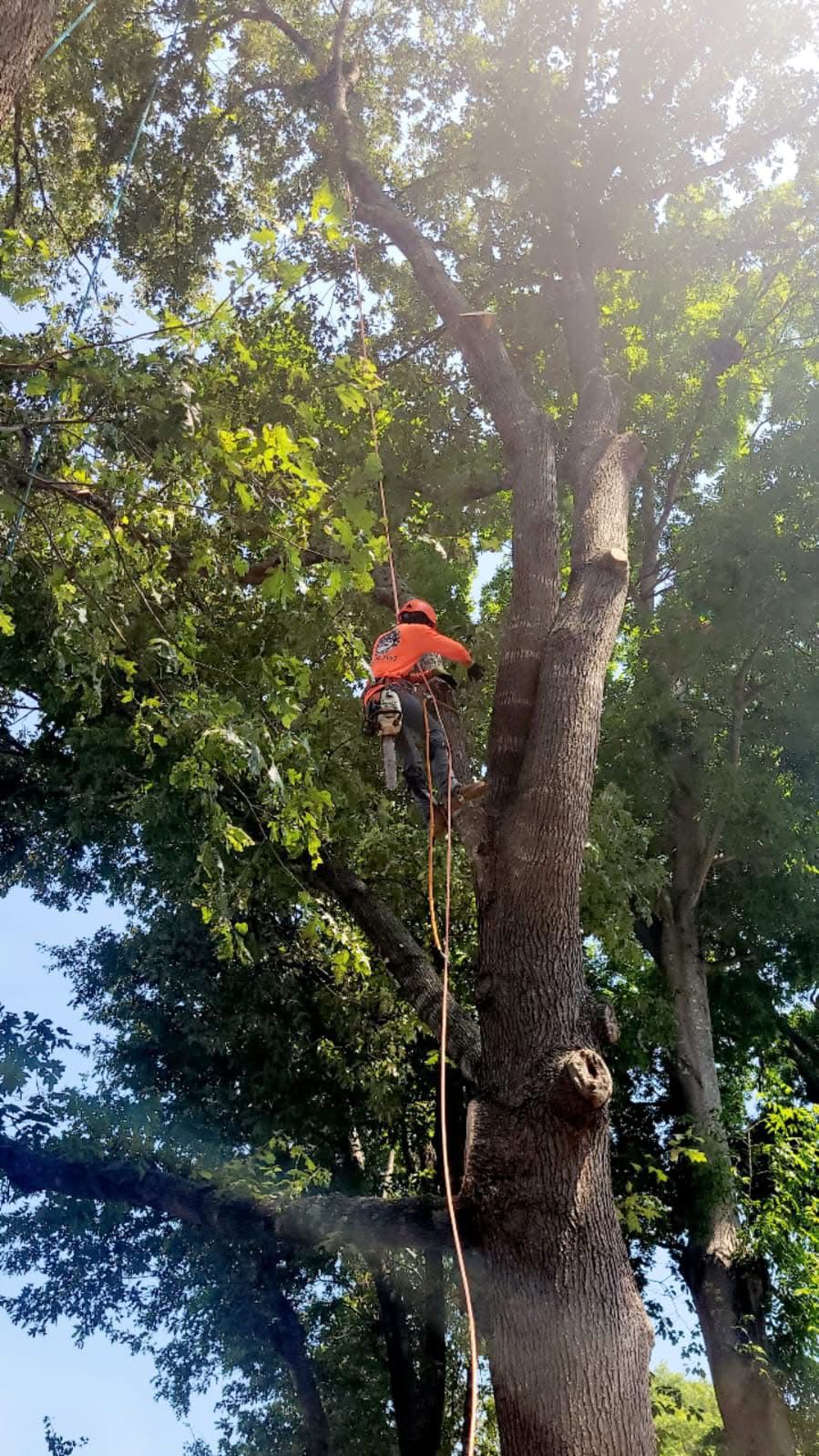 Climber working high up in a tree