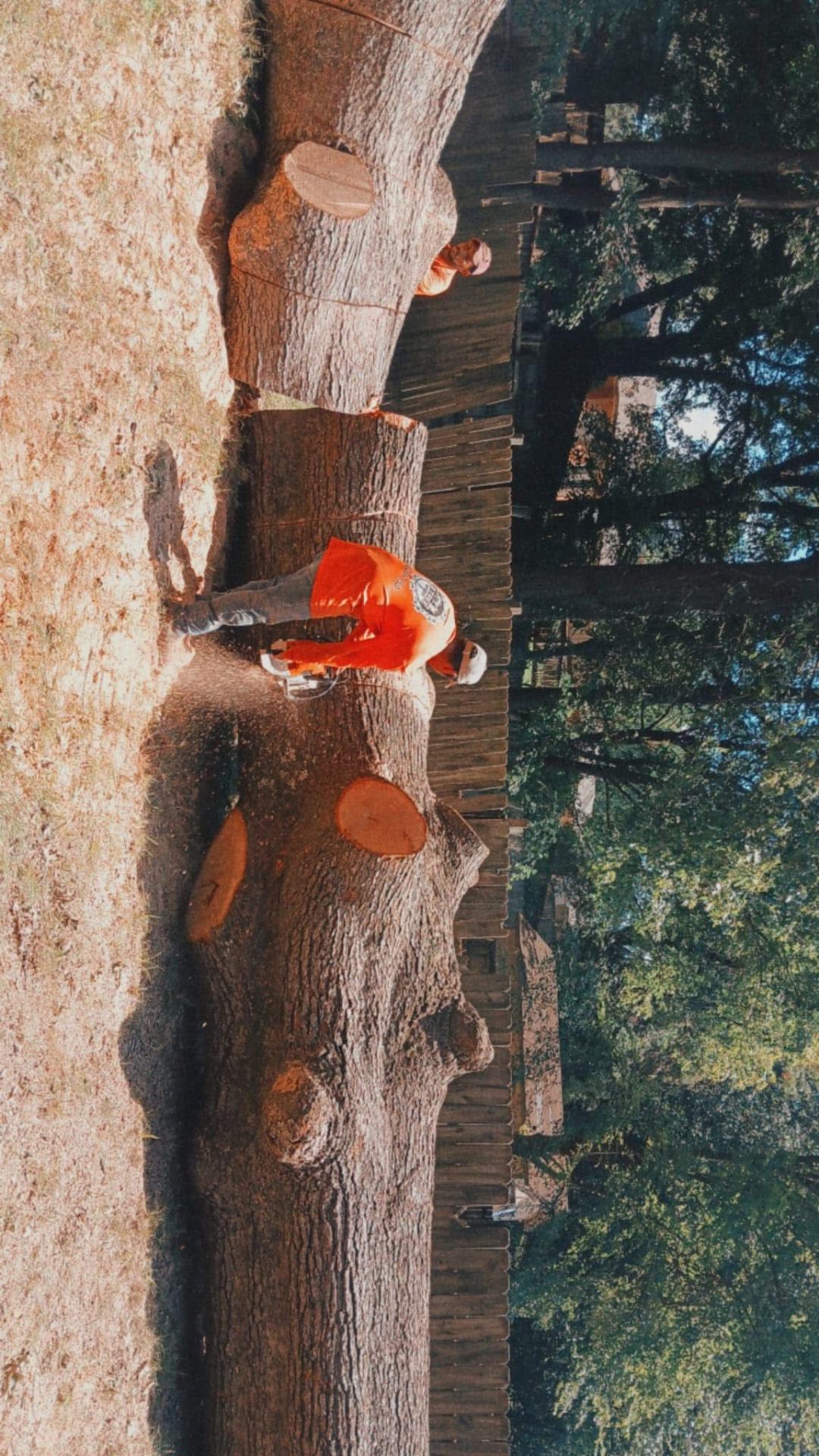 D Tree Service recent job 3