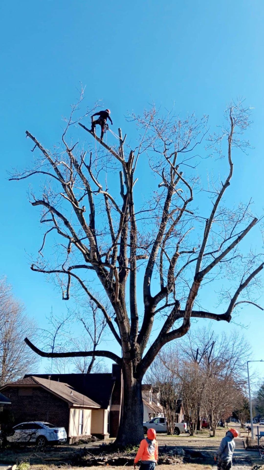 D Tree Service recent job 2