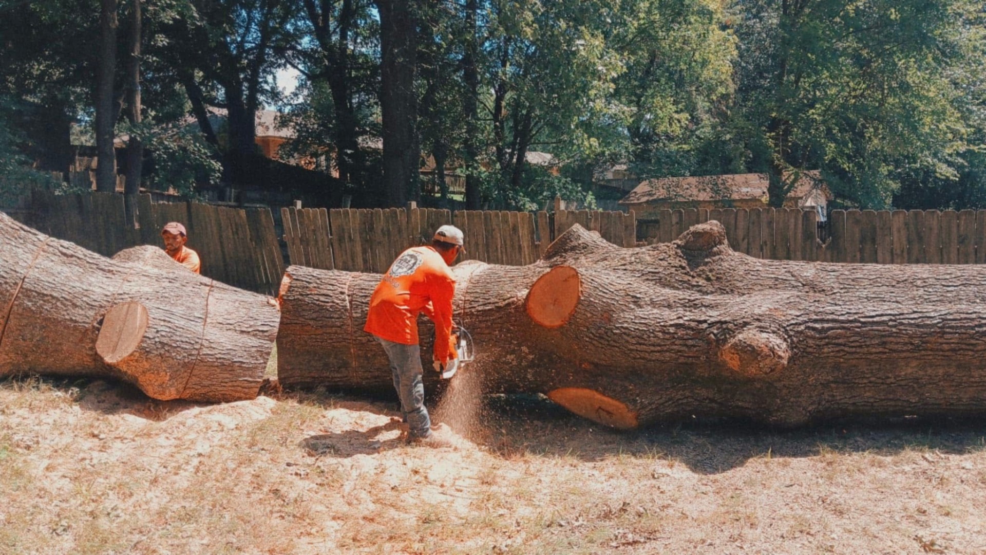 D Tree Service recent job 7