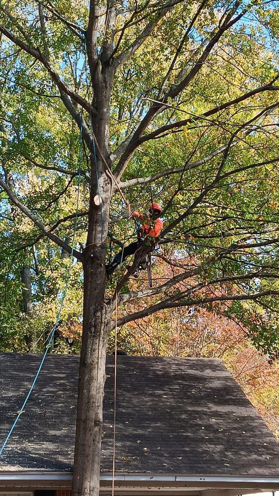 D Tree Service recent job 10