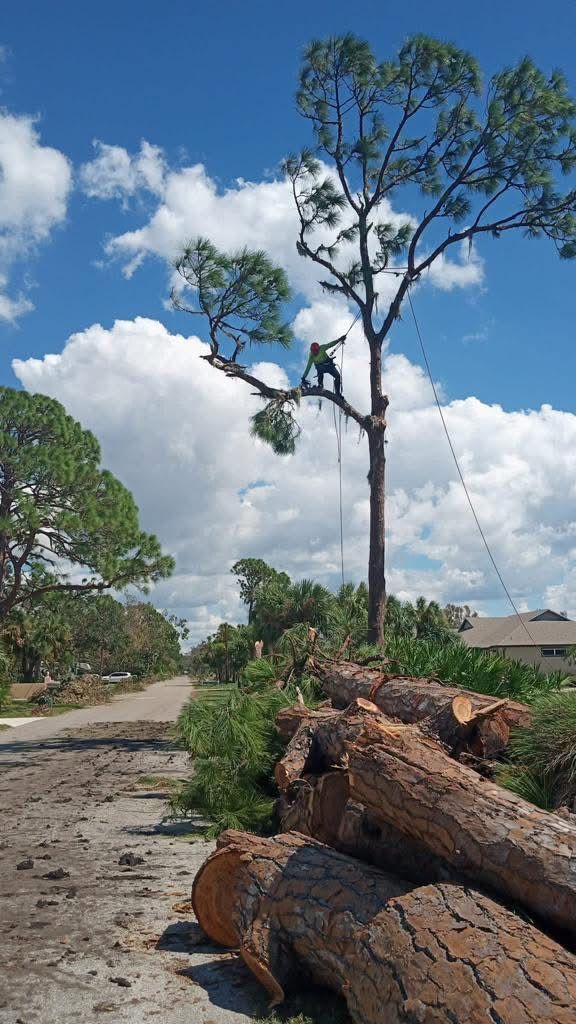 D Tree Service recent job 8