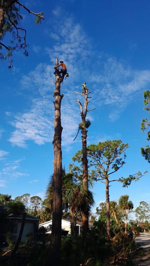 D Tree Service recent job 6