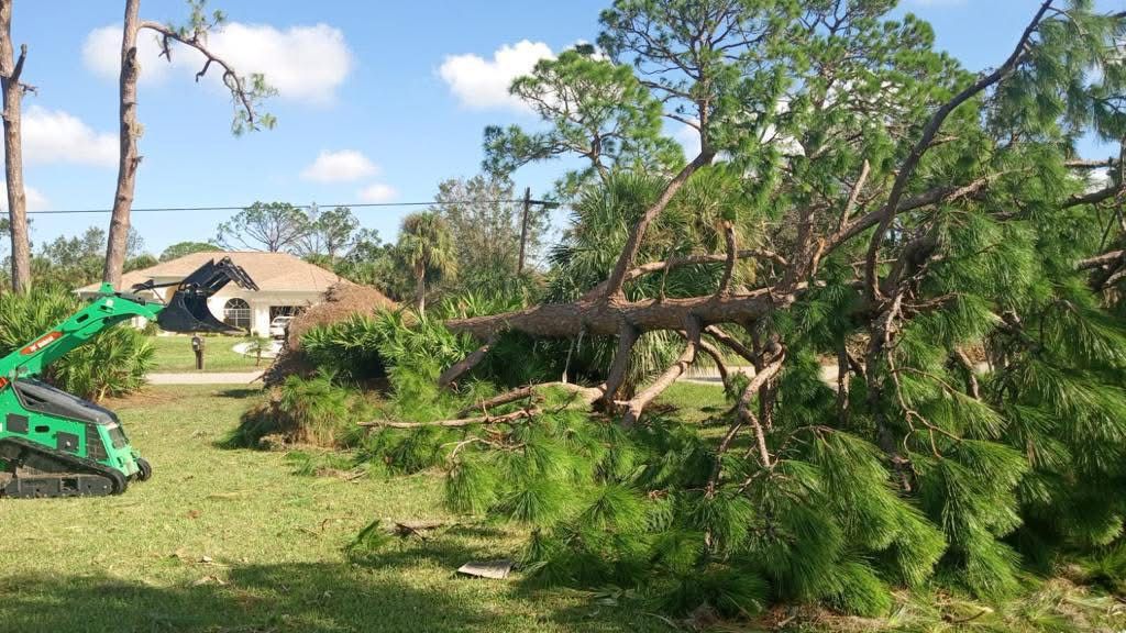 D Tree Service recent job 3