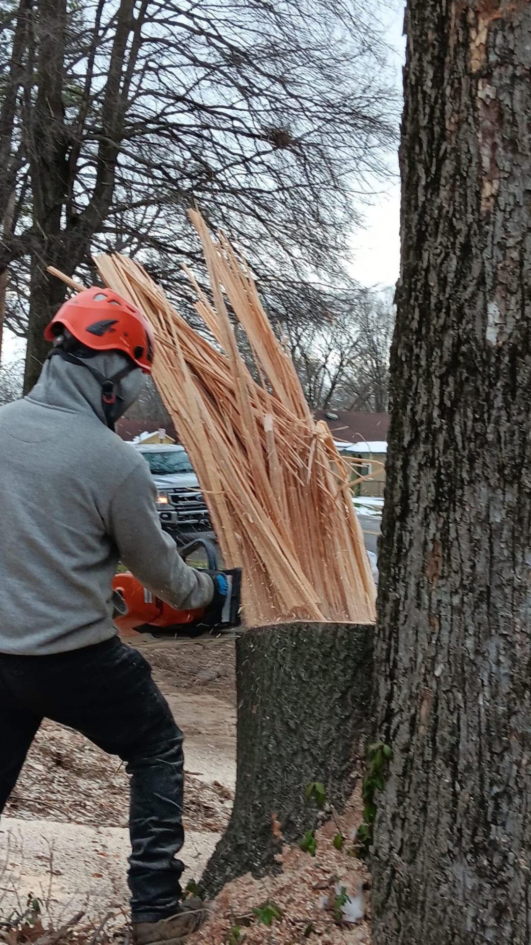 D Tree Service recent job 2