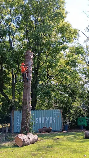 D Tree Service crew removing a large tree in Houston