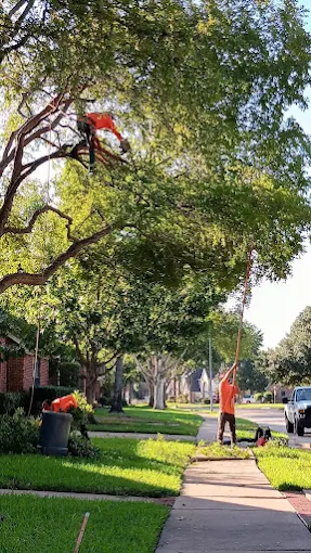 D Tree Service Tree Trimming