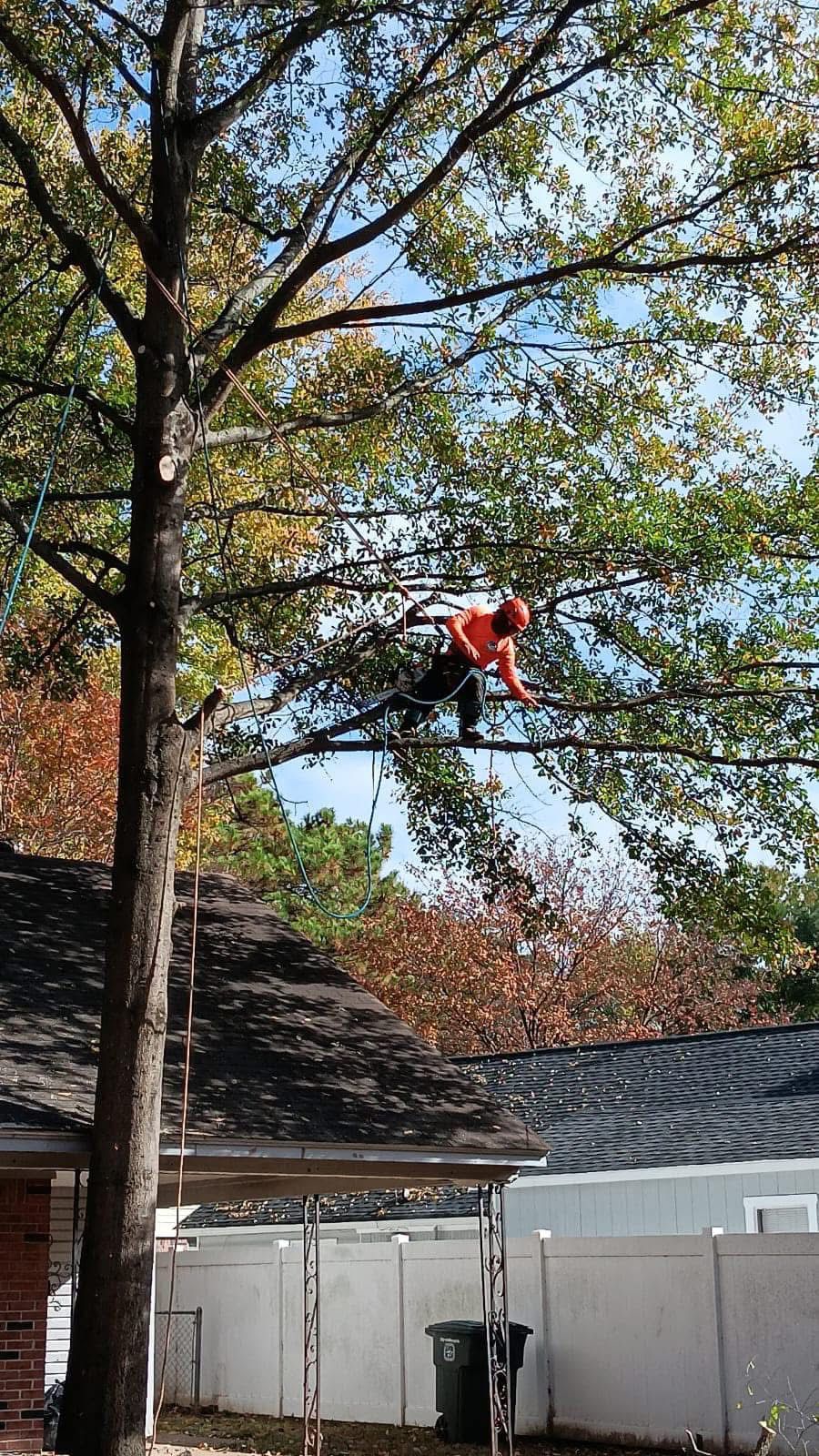 D Tree Service recent job 4