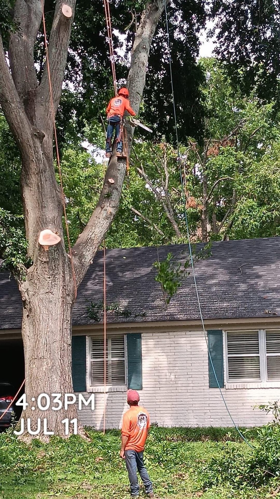 D Tree Service recent job 5